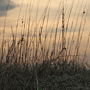 Willie J Rice Photography