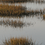 Marsh Beauty Willie J Rice Photography